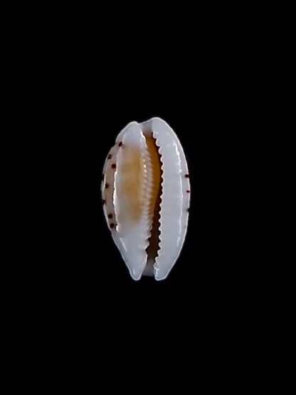 Cribrarula taitae 13,8 mm Gem-31941