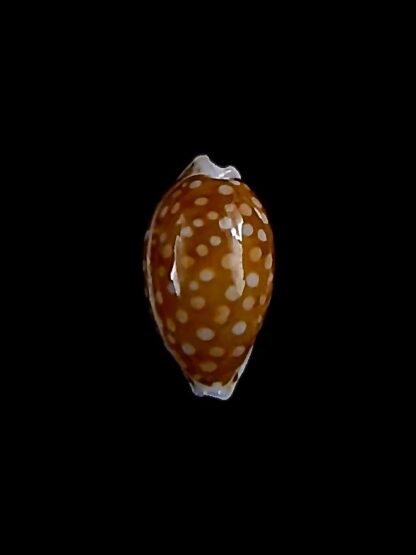 Cribrarula taitae 14,3 mm Gem-31970