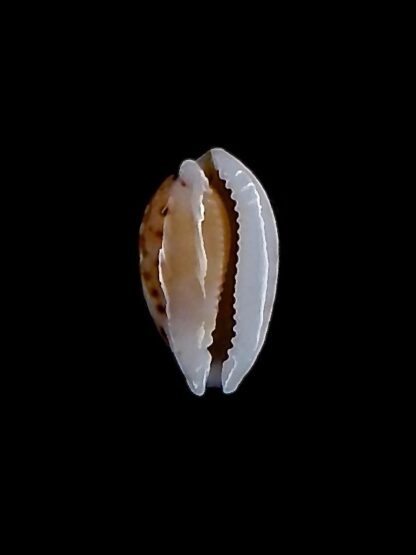 Cribrarula taitae 14,3 mm Gem-31971