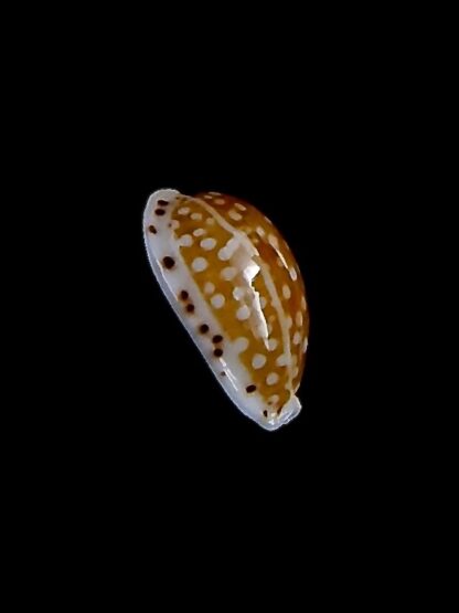 Cribrarula taitae 14,3 mm Gem-31973