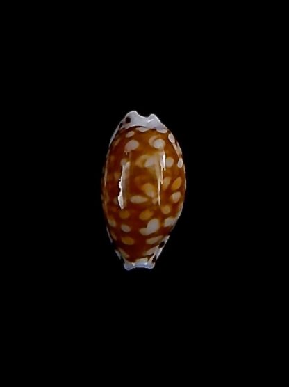 Cribrarula taitae 14,3 mm Gem-31979