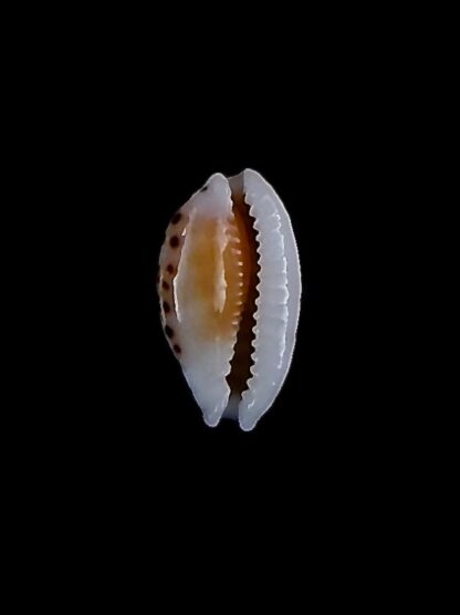 Cribrarula taitae 14,3 mm Gem-31981