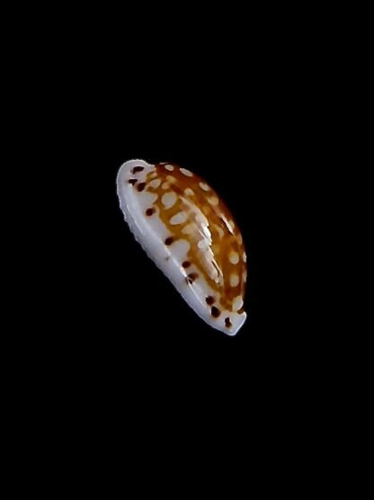 Cribrarula taitae 14,3 mm Gem-31983