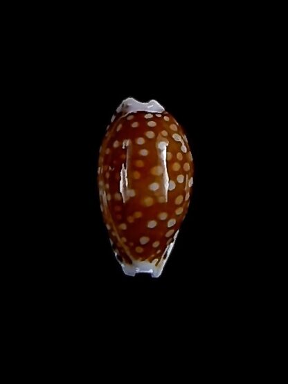 Cribrarula taitae 14,2 mm Gem-31966