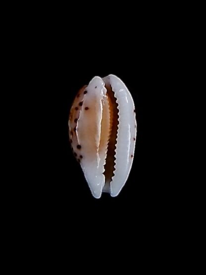 Cribrarula taitae 14,2 mm Gem-31965