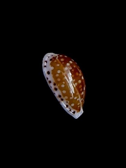 Cribrarula taitae 14,2 mm Gem-31968