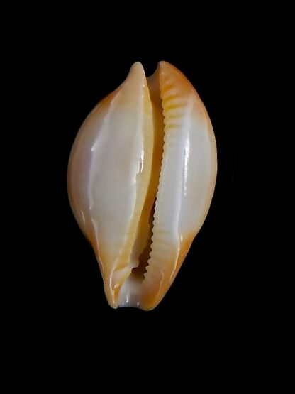 Nesiocypraea midwayensis midwayensis 22,4 mm Gem-32031