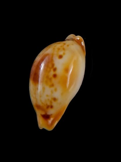 Nesiocypraea midwayensis midwayensis 22,4 mm Gem-32033