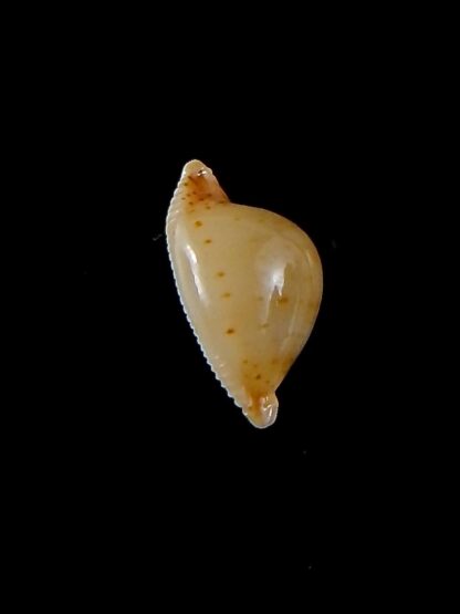 Pustularia cicercula takahashii 13,9 mm Gem-32073