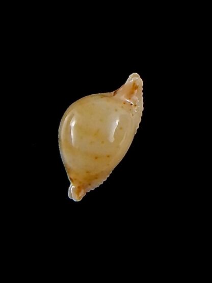 Pustularia cicercula takahashii 13,9 mm Gem-32074