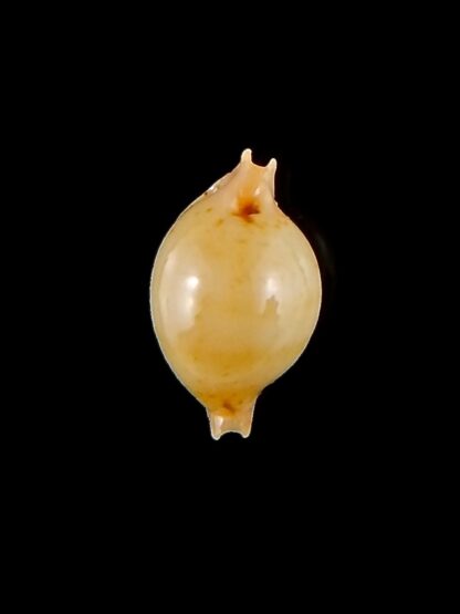 Pustularia cicercula takahashii 14,8 mm Gem-32082