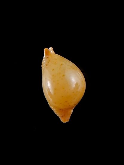 Pustularia cicercula takahashii 17,2 mm Gem-32132