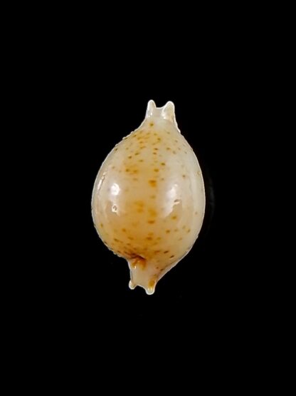 Pustularia cicercula takahashii 16,3 mm Gem-32101