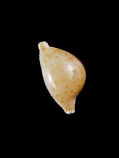 Pustularia cicercula takahashii 16,3 mm Gem-32103