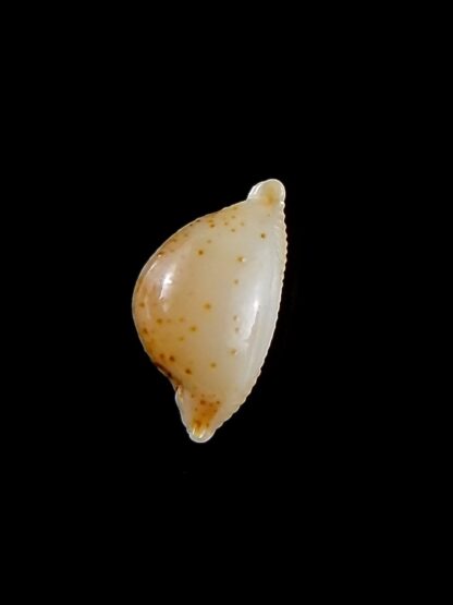 Pustularia cicercula takahashii 16,3 mm Gem-32104