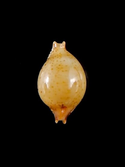 Pustularia cicercula takahashii 16,6 mm Gem-32111