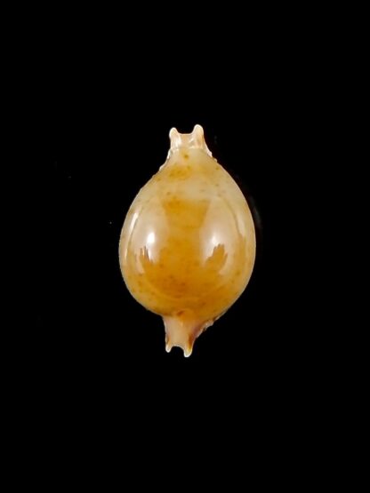 Pustularia cicercula takahashii 16 mm Gem-32091