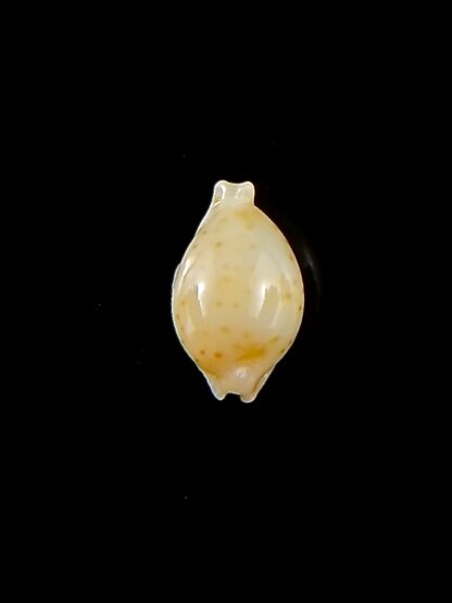 Pustularia mauiensis mauiensis 11,1 mm Gem-32151