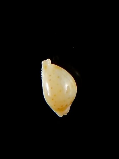 Pustularia mauiensis mauiensis 11,1 mm Gem-32153