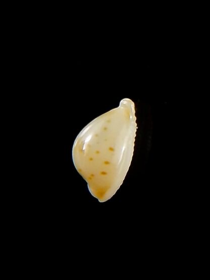 Pustularia mauiensis mauiensis 11,1 mm Gem-32154