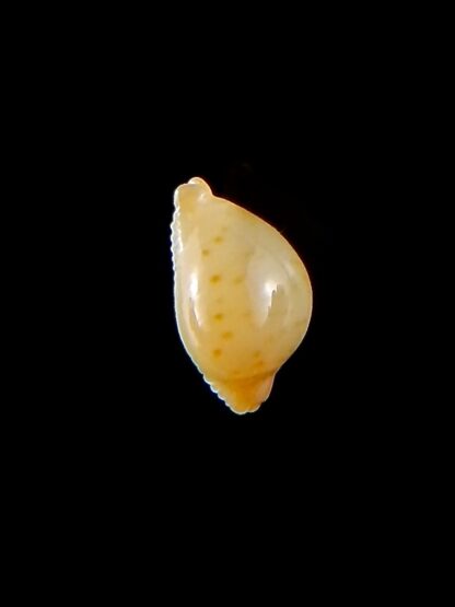 Pustularia mauiensis mauiensis 10,8 mm Gem-32142