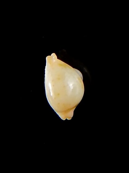 Pustularia mauiensis mauiensis 12,2 mm Gem-32173