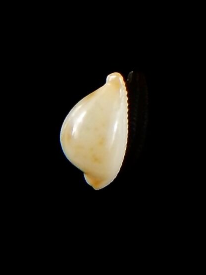 Pustularia mauiensis mauiensis 12,2 mm Gem-32172