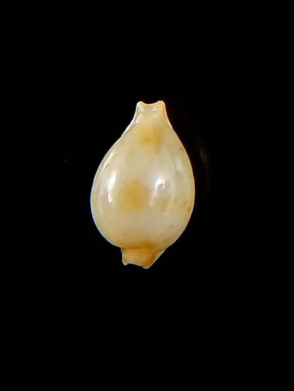 Pustularia mauiensis mauiensis 12,5 mm Gem-32181