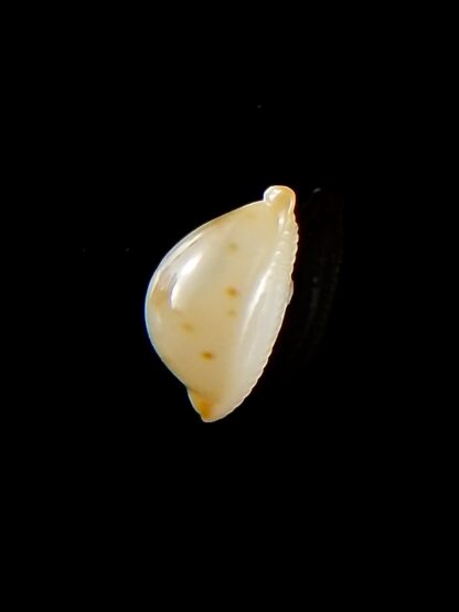 Pustularia mauiensis mauiensis 12,5 mm Gem-32183