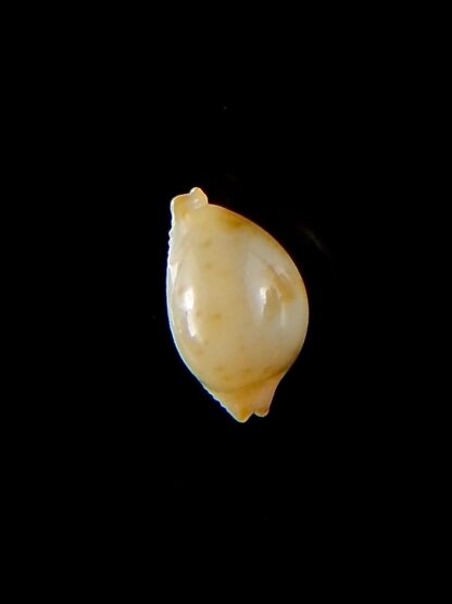 Pustularia mauiensis mauiensis 12,5 mm Gem-32184