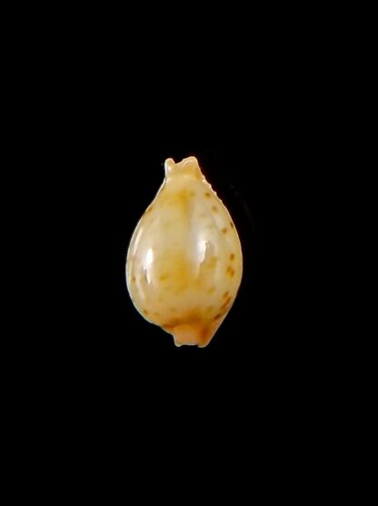 Pustularia mauiensis mauiensis 11,1 mm Gem-32161