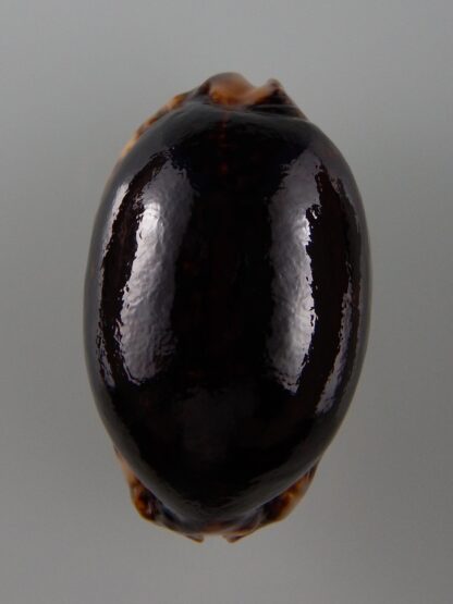 Mauritia arabica N&R 58,7 mm Gem-32207