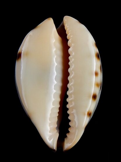 Zoila perlae perlae 43,6 mm F+++/Gem -32347
