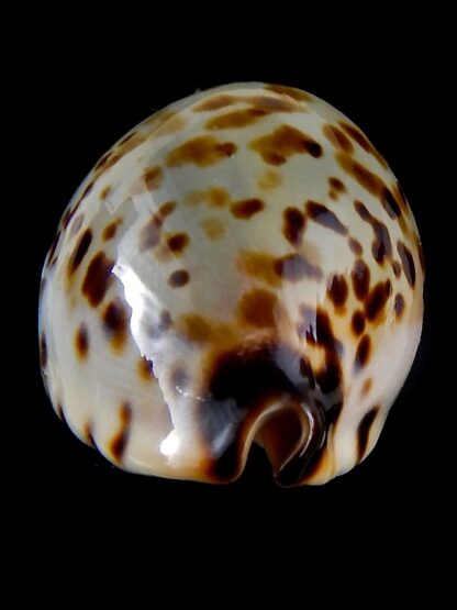 Zoila perlae perlae 43,6 mm F+++/Gem -32352