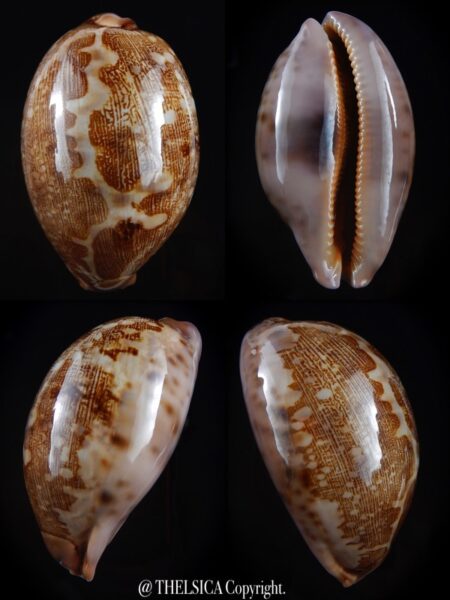 Leporicypraea mappa viridis montrouzieri 73,8 mm F+++-0