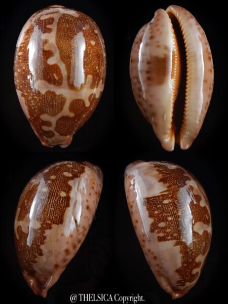 Leporicypraea mappa viridis montrouzieri 79.1 mm F+++ -0