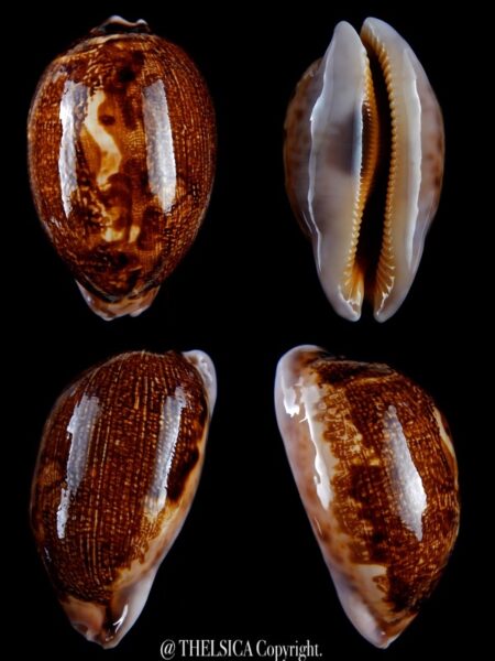 Leporicypraea mappa viridis montrouzieri N&R 71,8 Gem-0