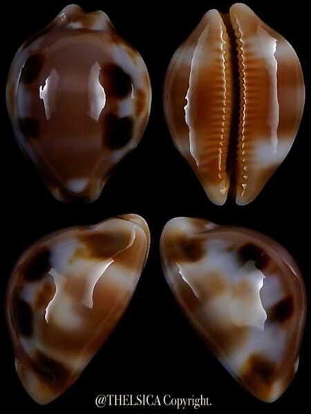 Luria tessellata "DWARF" 24,7 mm Gem-0
