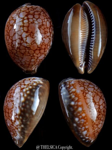 Lyncina broderipii..CHOCOLAT... 71,5 mm Gem -0