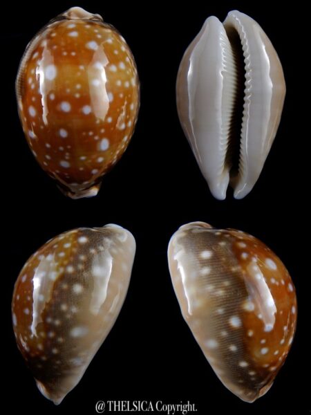 Lyncina vitellus ...Big Size... 66.48 mm Gem -0