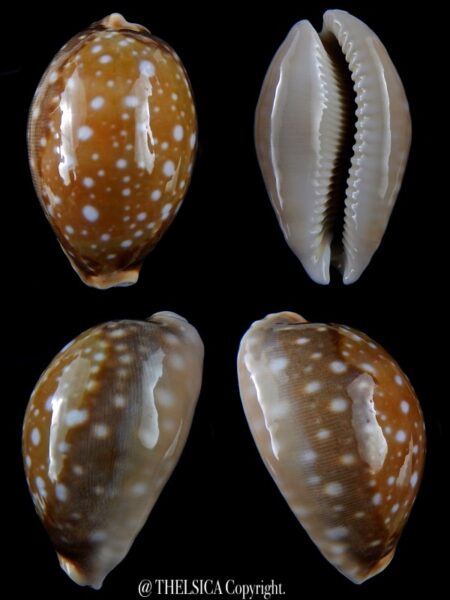 Lyncina vitellus ...Big Size... 66.79 mm Gem -0