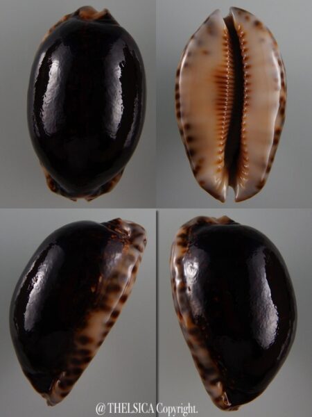 Mauritia arabica N&R 58,7 mm Gem-0