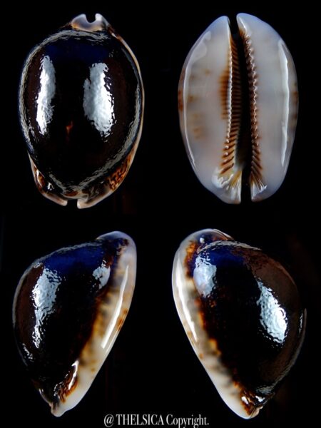 Mauritia arabica N&R 66,6 mm Gem-0