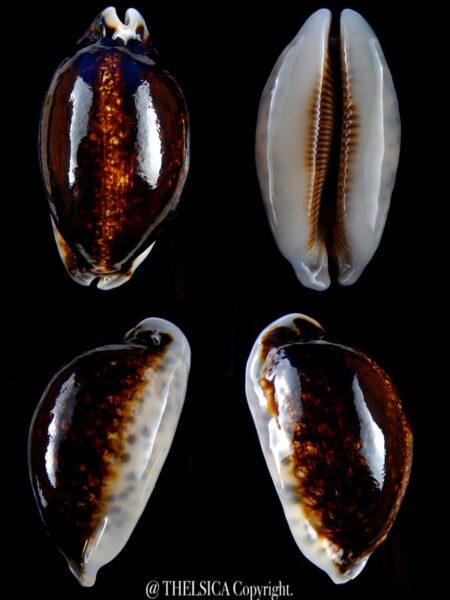 Mauritia eglantina N&R ... Big size...68.8 mm Gem-0