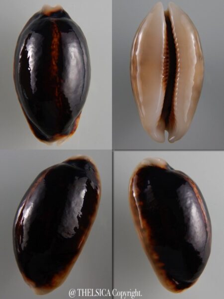 Mauritia eglantina N&R 50 mm Gem-0