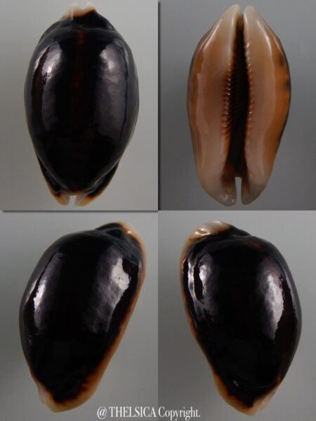 Mauritia eglantina N&R 51,6 mm Gem-0