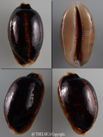 Mauritia eglantina N&R 52,8 mm Gem-0