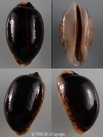 Mauritia eglantina N&R 53,1 mm Gem-0