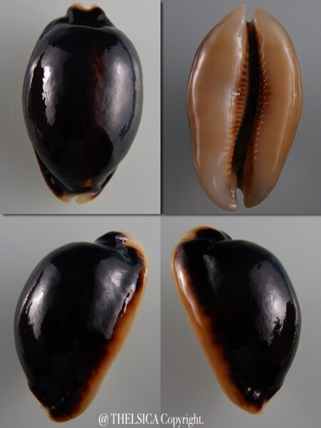 Mauritia eglantina N&R 54,3 mm Gem-0