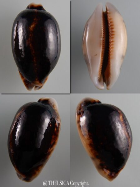 Mauritia eglantina N&R 54,7 mm Gem-0